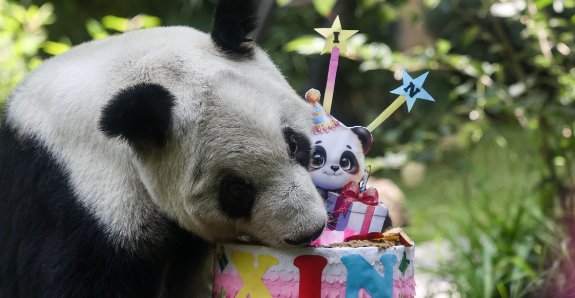 Xin Xin celebra su cumpleaños 36 con fiesta en Chapultepec
